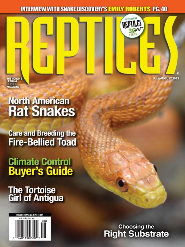 Care And Breeding The Gray Rat Snake - Reptiles Magazine