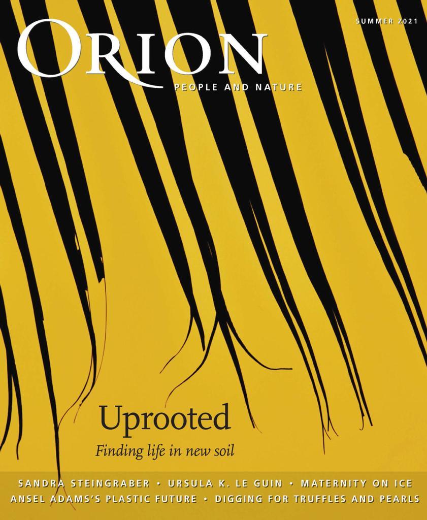 Orion