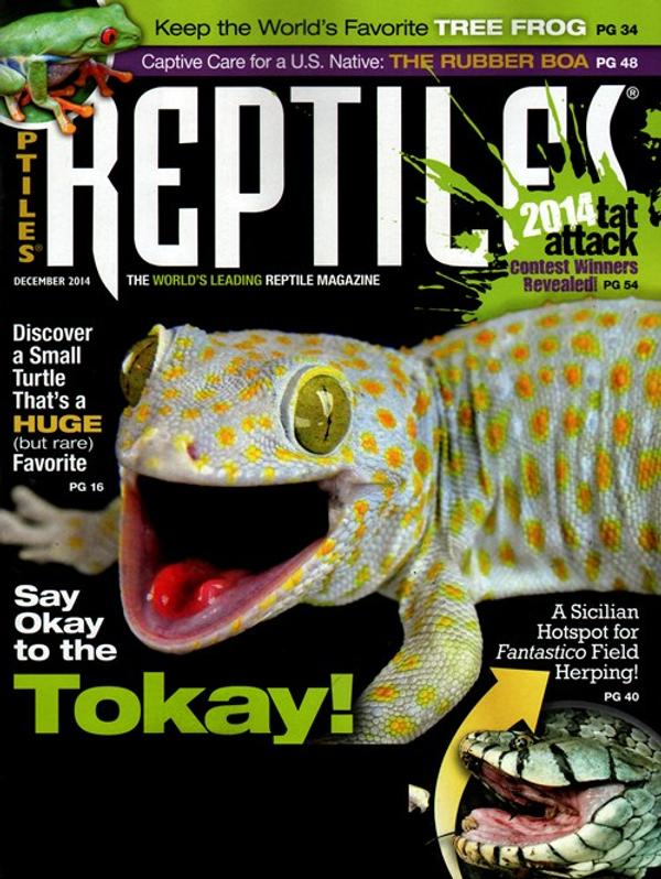 Keeping The Boa Constrictor - Reptiles Magazine